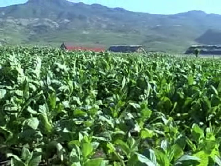 DS VlogProCigarField 030708