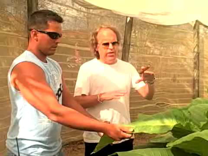 Suckling In Cuba