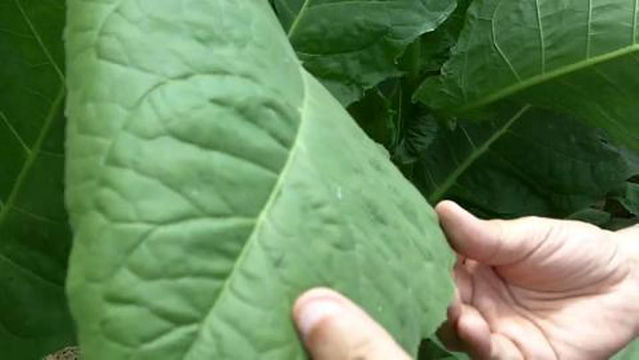 David Savona Visits The Aganorsa Farm In Nicaragua
