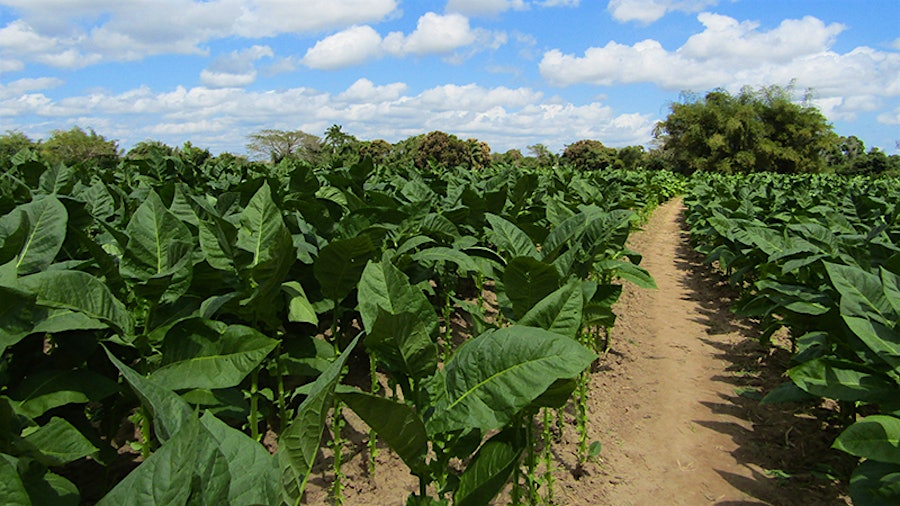Out Of The Brick-Red Soil: A Visit To The Prieto Farm
