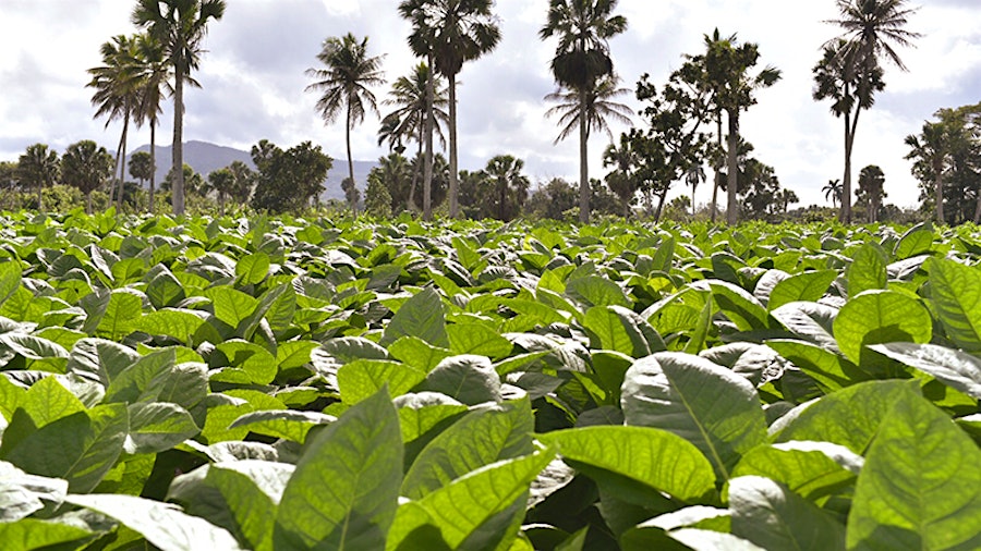 ProCigar Festival: Beautiful Weather and an Abundance of Cigars
