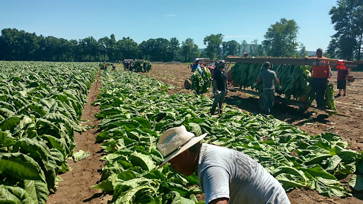 Broadleaf or Bust