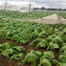 Windsor Locks tobacco field.