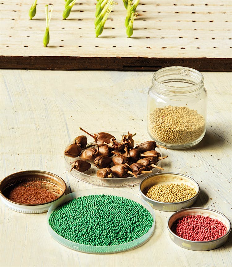Heirloom Seeds
