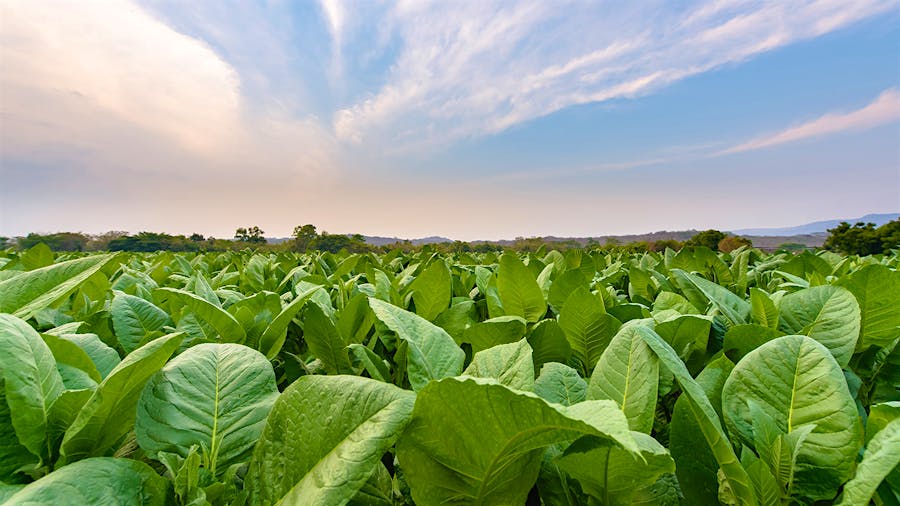 Plasencias Harvesting 152nd Crop In Nicaragua, Honduras