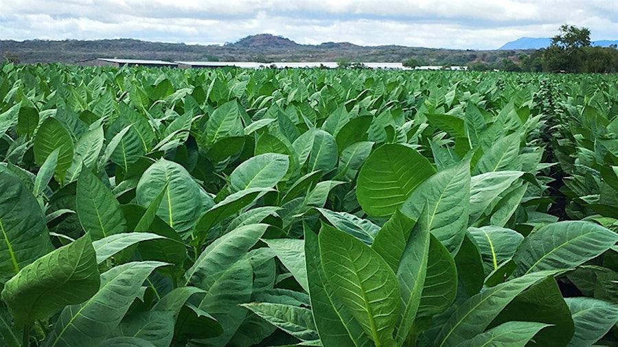 Seventh Puro Sabor Festival Celebrates Nicaraguan Cigars and Tobacco