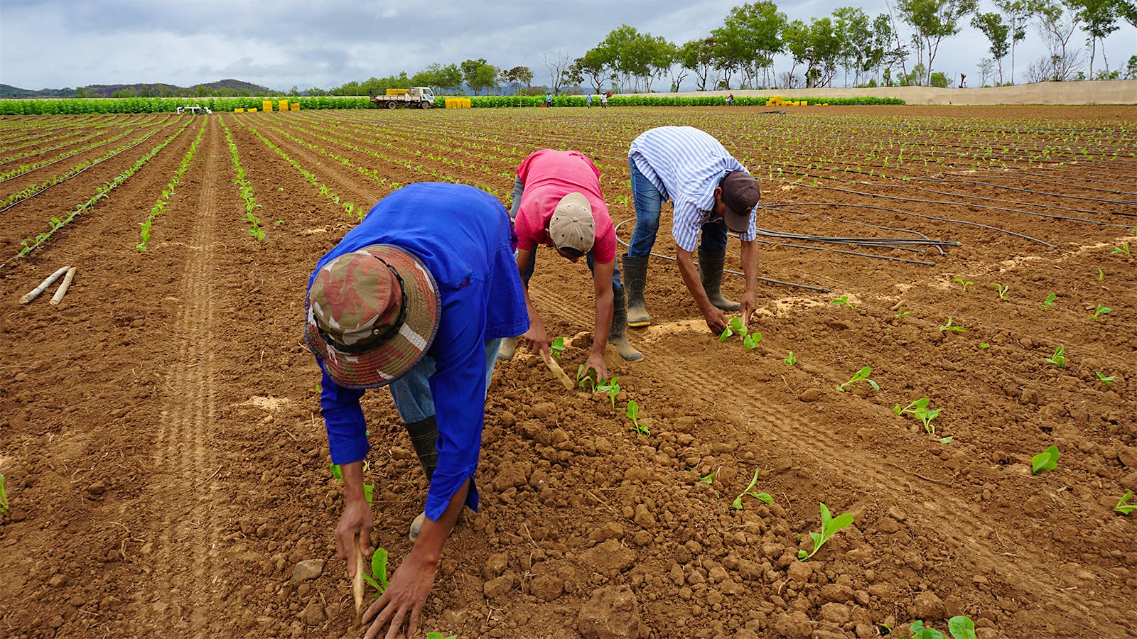 El Corojo farm in Honduras