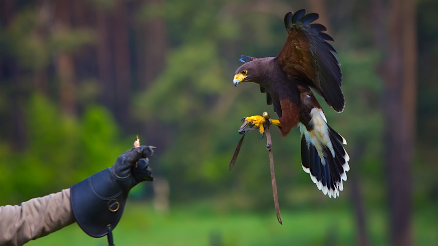 Falconry