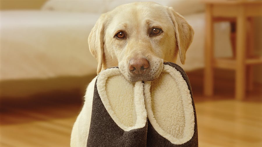 Slippers