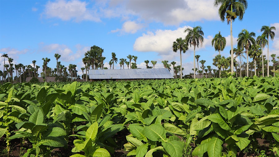 Tobacco Fields