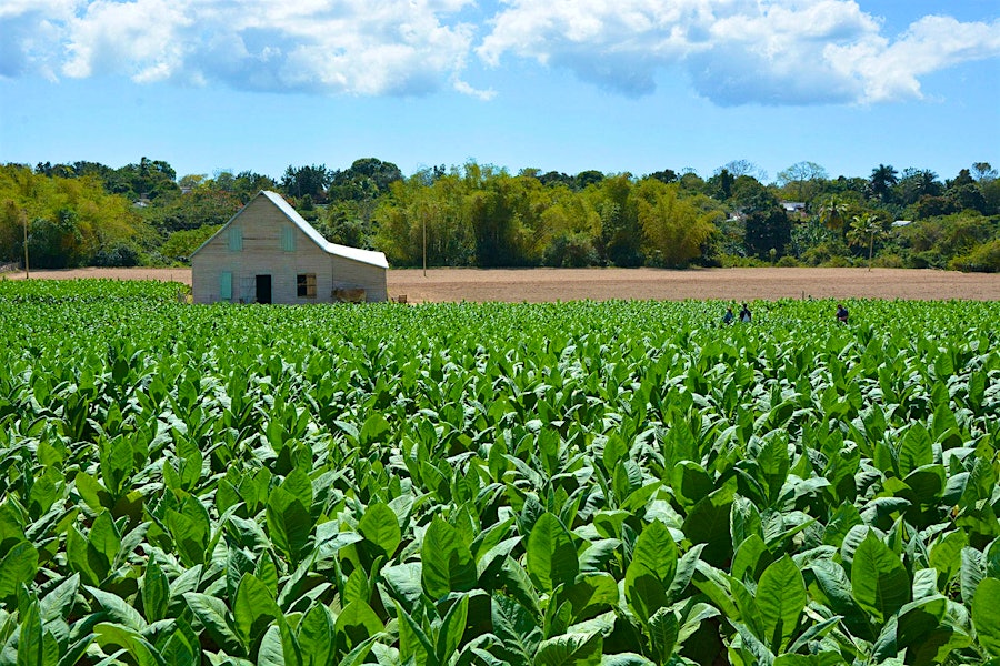 Cuba Faces Smallest Tobacco Crop In History