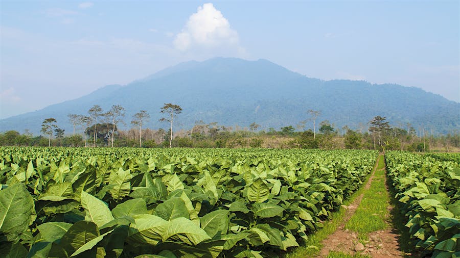 New Documentary Chronicles The Oliva Tobacco Co.